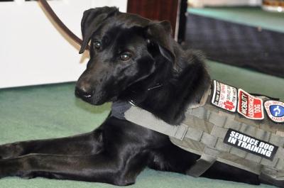 Faculty Member's Service Dog To Soon Be On Campus
