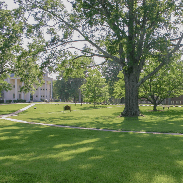 Big Tree on Front Campus